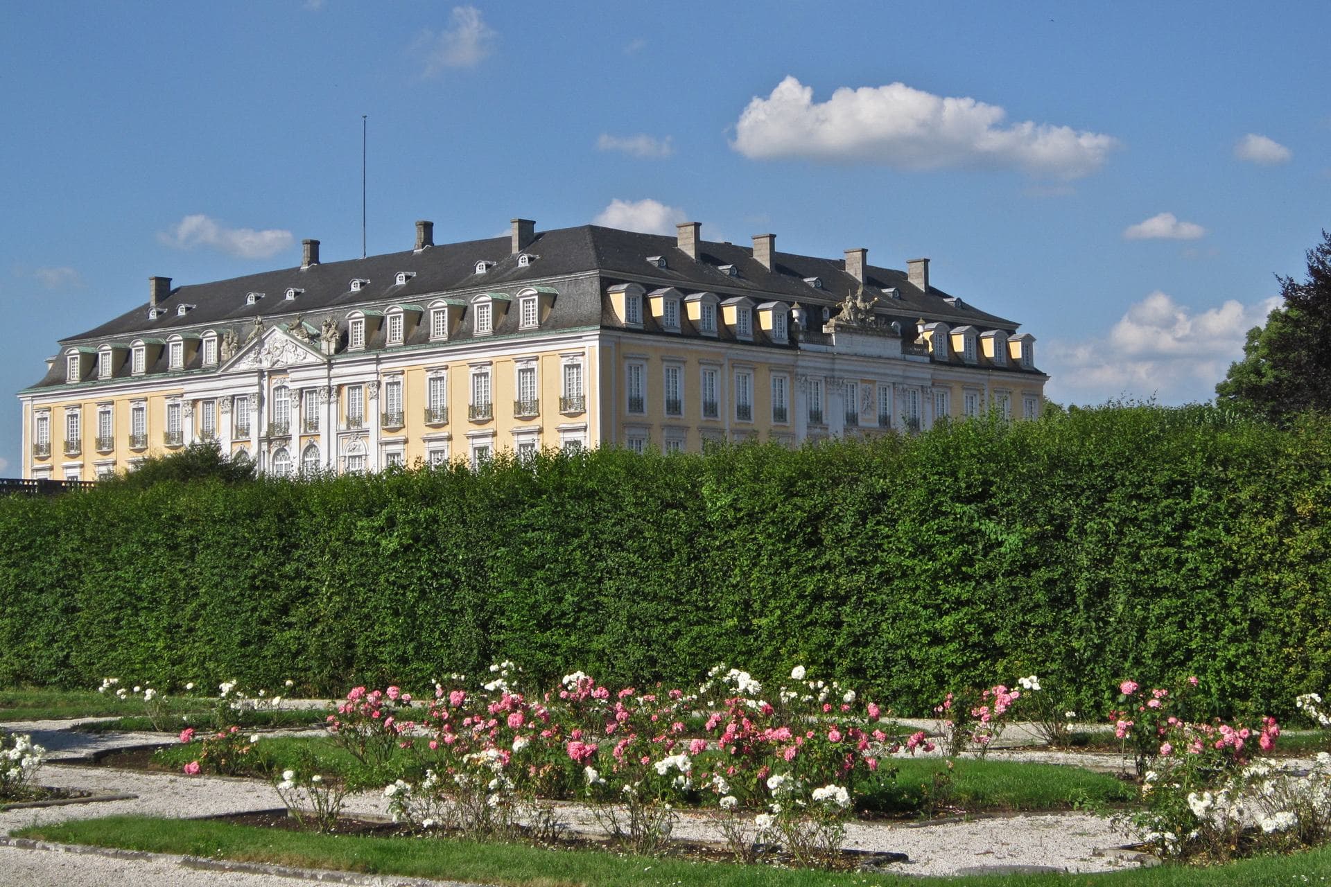 Schloss Augustusburg in Brühl, barocke Residenz mit gelber Fassade hinter dem Rosengarten